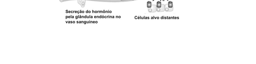 Os hormônios são lançados no espaço extracelular, penetram nos capilares sanguíneos