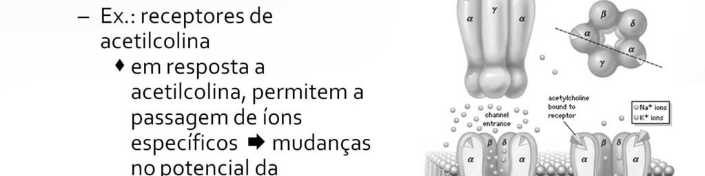 Receptores que também servem como o efetores, por exemplo, um tipo de receptor de acetilcolina é também um canal iônico.