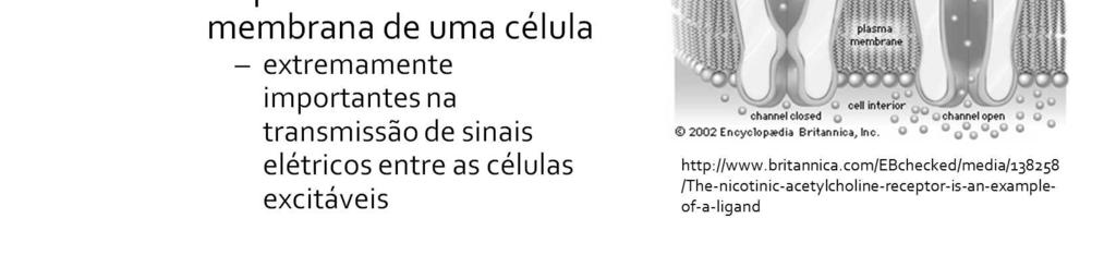 Os receptores de acetilcolina são extremamente importantes na transmissão de sinais elétricos entre as células excitáveis.