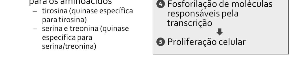 A ativação desses receptores leva à ativação de proteínas reguladoras da