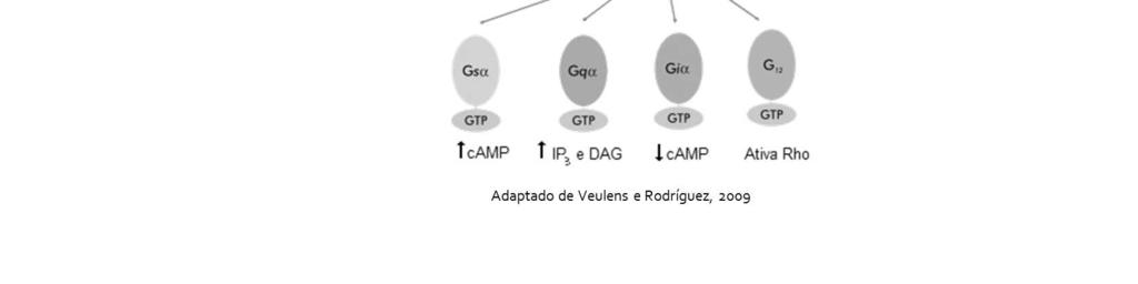 cálcio, e Gk, reguladora de canais