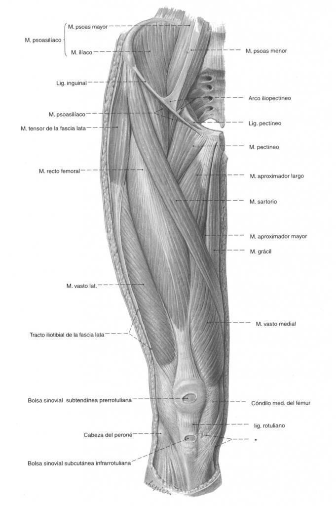 OS MÚSCULOS DO JOELHO I - QUADRÍCEPS: Levar em consideração o extensor de joelho: QUADRÍCEPS L2-L3-L4