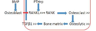 Fisiopatologia das metastases ósseas Ciclo ósseo alterado Citocinas da matriz óssea são quimioatractivas para células de CP Céls tumorais migram (sangue e linfa) para céls endoteliais específicas da