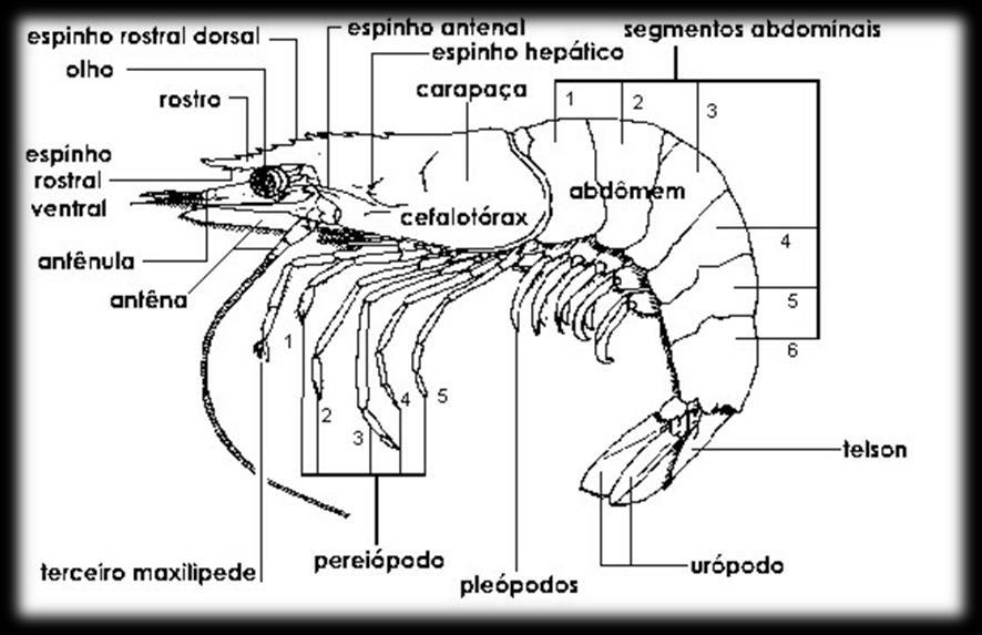 Morfologia