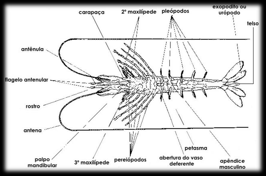 Morfologia