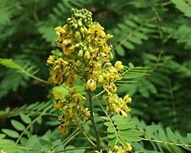 Nome científico: Cassia angustifólia Indicações: usado para ajudar no tratamento de prisão de ventre, cólica biliar, febre, gases, fissura anal, hemorroidas, impinge, doenças venéreas, doenças