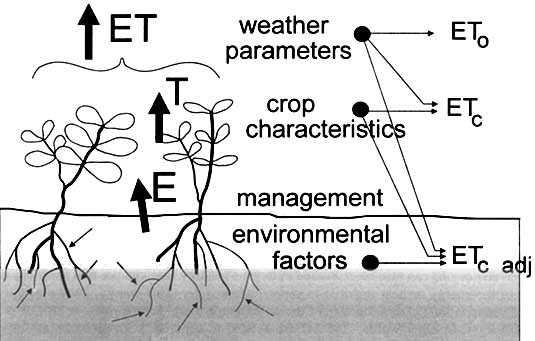 Fatores Determinantes da ET Fatores Climáticos Fatores da Planta (Kc) Fatores de Manejo e do Solo Fatores do Clima: saldo de radiação, temperatura do ar, umidade relativa do ar e velocidade do vento.