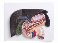 FÍGADO 01 Fígado com vesícula biliar, pâncreas e duodeno- Marca Anatomic Este excelente modelo em relevo mostra o sistema do duto com: Fígado Vesícula biliar Pâncreas Duodeno