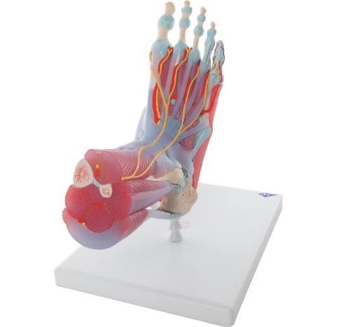 PÉ 01 Modelo de Esqueleto do Pé com Ligamentos e Músculos Marca 3B Este modelo com detalhes anatômicos do pé e da parte inferior da perna pode ser demonstrado em 6 partes removíveis, permitindo um