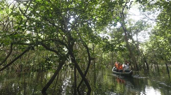 4 Dia Ecossistema do Rio Amazonas Amanheceremos no Canal do Jari, dormitório dos pássaros da região e um estreito braço do Rio Amazonas.