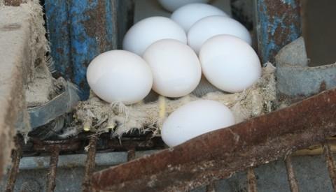10 ENTREPOSTO Coleta dos Ovos Monitorar as