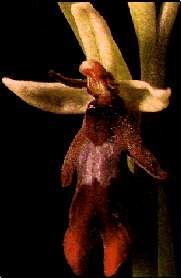 Ophrys insectivora Grande dependência de insetos,
