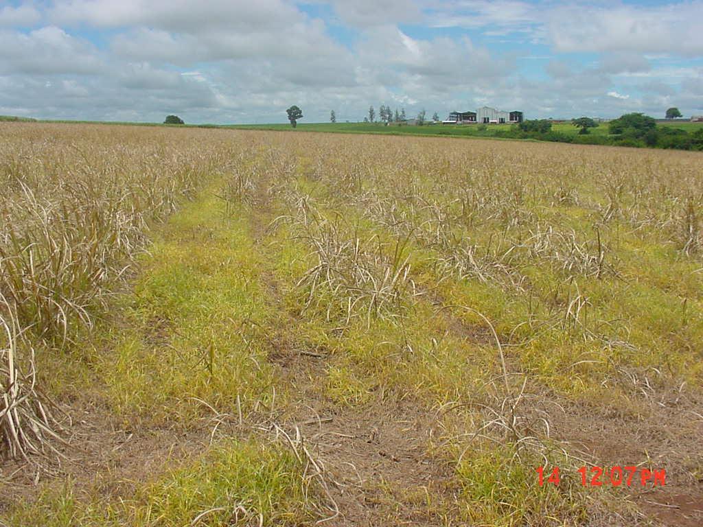 Área de reforma de cana-de-açúcar destruição de