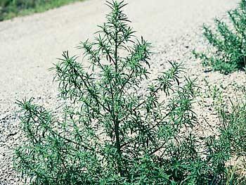 plantas daninha Kochia scoparia Tempo de