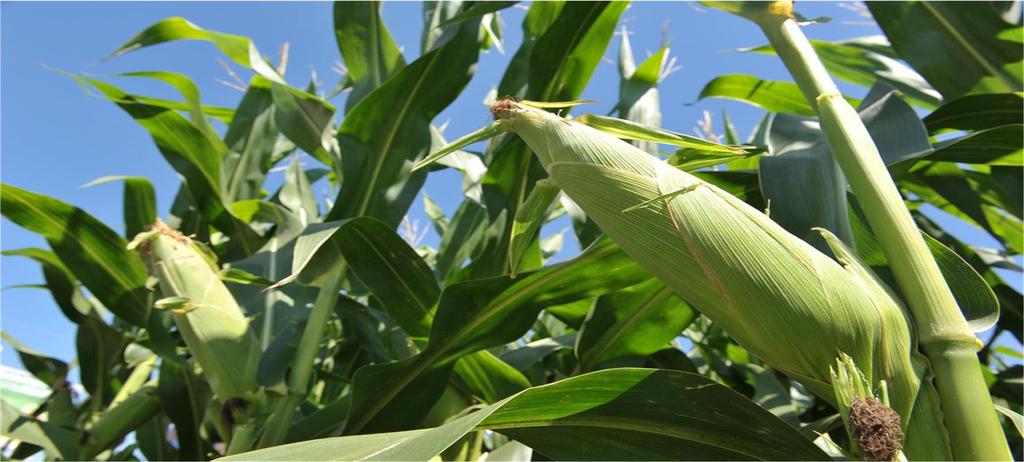 SAZONALIDADE O preço da saca de milho em maio deste ano é 11% maior que a média