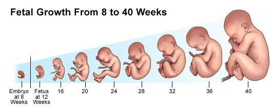 cm 24 SEMANAS: 800 g 34 cm 28 SEMANAS: 1100 g 37 cm 30 SEMANAS: 1300 g 39,75 cm 32 SEMANAS: 1600