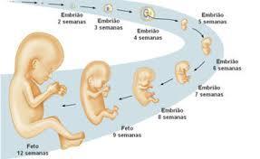 DESENVOLVIMENTO EMBRIONÁRIO + FETAL 5 semanas: desenvolvimento rápido de um grupo de células do tamanho de cabeça de alfinete para um embrião.