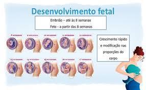 Torna-se cada vez mais ativo, movimenta cabeça, braços, pernas e inicia alguns movimentos respiratórios.