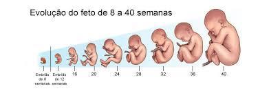 DESENVOLVIMENTO FETAL 36 semanas: bebê com 47 cm e