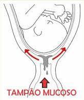 MODIFICAÇÕES LOCAIS - ÚTERO COLO UTERINO: EDEMA AUMENTO DE VASCULARIZAÇÃO AFROUXAMENTO E CIANOSE DE TECIDO AMOLECIMENTO DO COLO (SINAL PRESUNTIVO DE GRAVIDEZ) SINAL DE GOODELL (consistência de figo