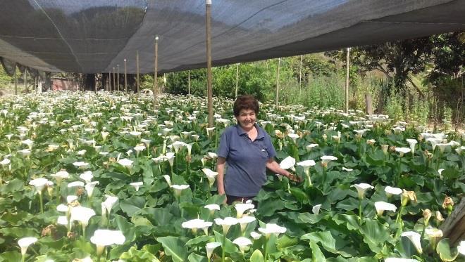 O município com maior número de produtores é o de Guaçuí, com nove propriedades voltadas para a produção de flores, sendo referência na produção de antúrio e copo de leite (Figura 1).