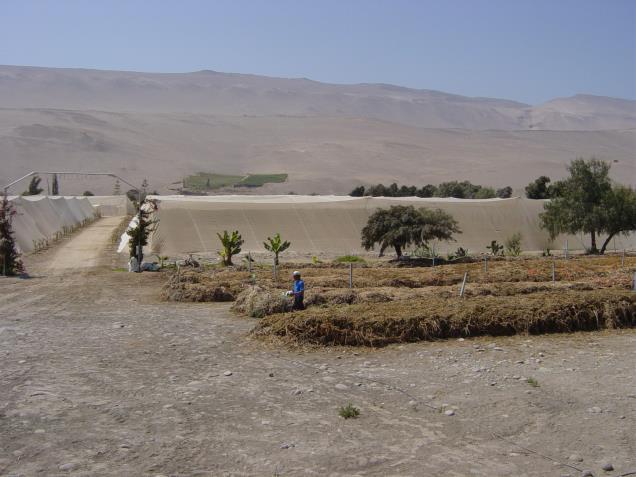 Produção de sementes em área de deserto: UR do ar é baixa; irrigação suplementar; luz; limita doenças e pragas; produção