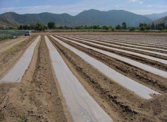 CONTRERAS Regulagem Máquinas: Sem danos físicos, uniformidade de espaçamento e profundidade V.