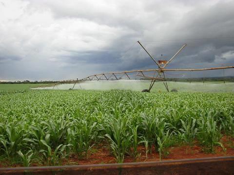 Irrigação por aspersão para produção de sementes