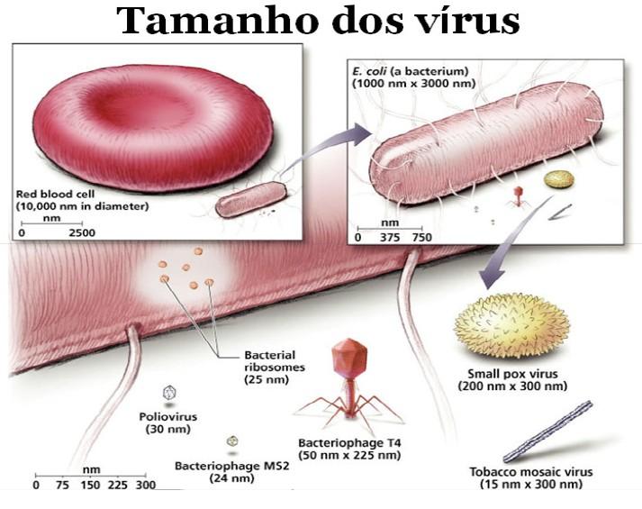 Todos os seres vivos são compostos por