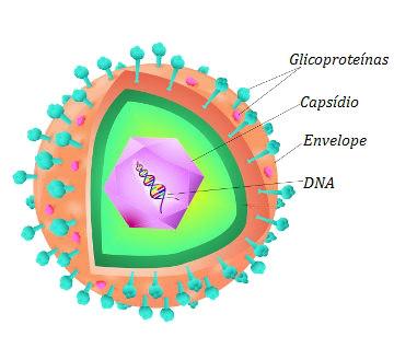 Os lipídeos do envelope são retirados da célula hospedeira e as proteínas são virais.