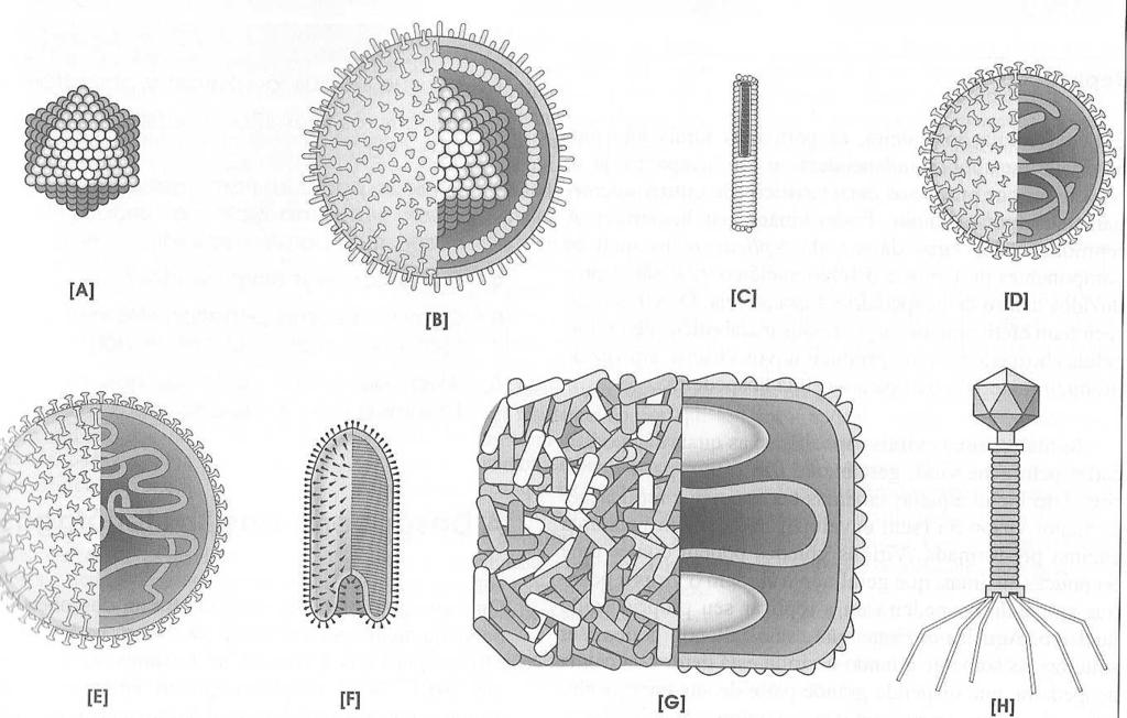 Morfologia de alguns vírus.