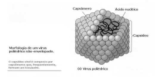 Simetria helicoidal: (C) mosaico do tabaco; (D)