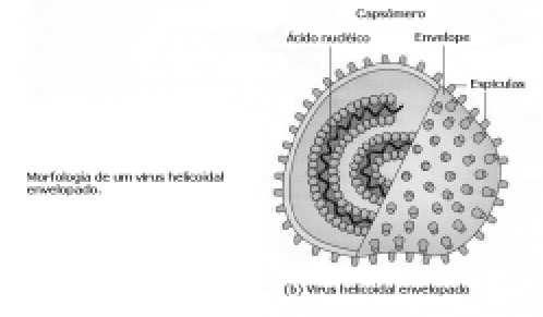 Simetria incerta ou complexa: (G) poxvírus (varíola);