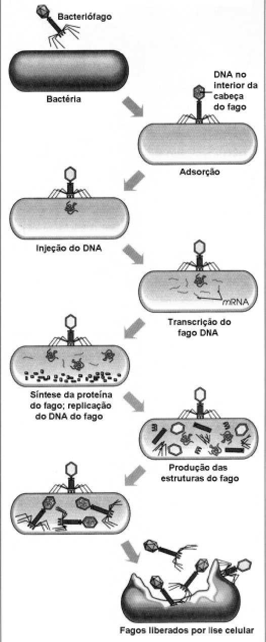 REPLICAÇÃO DOS VÍRUS Maturação: síntese de proteínas do capsídeo e de proteínas estruturais necessárias para a montagem do vírus, enzimas envolvidas no processo de maturação e enzimas usadas na