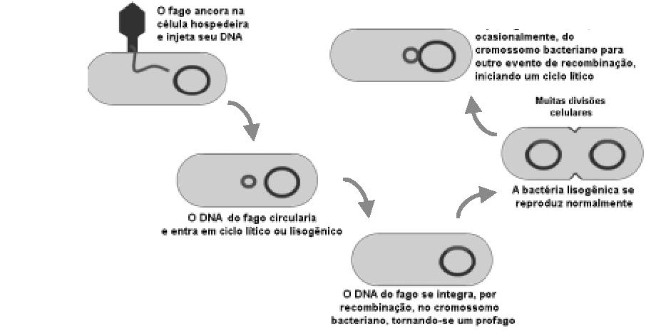 Ciclo lisogênico de um bacteriófago Penetração