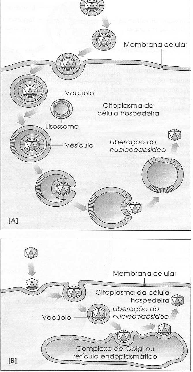 Penetração do vírus em uma célula hospedeira por ingestão vacuolar.