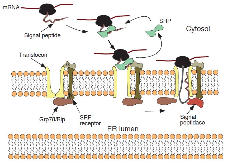 Translocação de proteínas no RE: peptídeo sinal