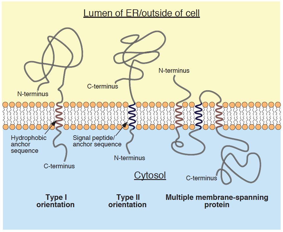 neuroaminidase - /po II.