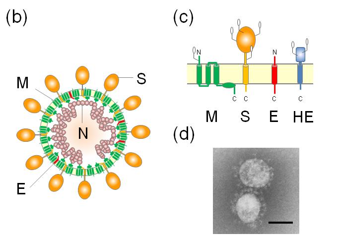 Montagem de vírus envelopados em membranas celulares ERGIC Coronavirus RNA+ 30 kb 3 proteínas de envelope -