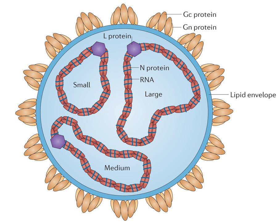 Montagem de vírus envelopados em membranas celulares Complexo de Golgi Ordem: Bunyavirales Famílias: Hantaviridae, Peribunyaviridae (ex.