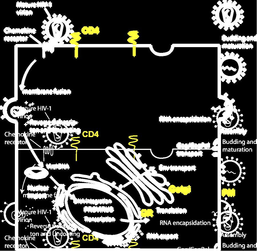 Ciclo replicativo de HIV-1: