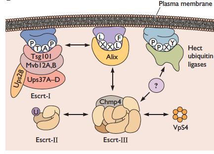 Processo de montagem requer Interações entre macromoléculas viras e celulares - Proteínas virais-celulares - Proteínas virais- lipídeos celulares -
