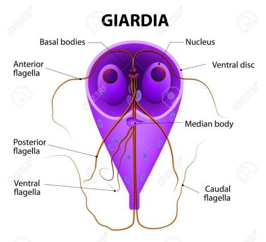 abdominais, perda de peso; - Transmissão: ingestão de água e ou alimentos contaminados com cistos do protozoário.