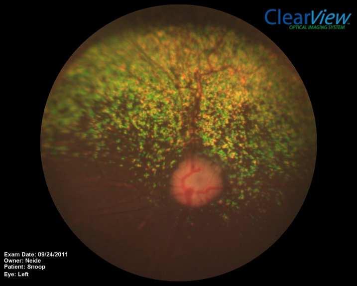 Revisão de literatura Figura 07. Fotografia de retina com variações normais da espécie canina. 2.1.