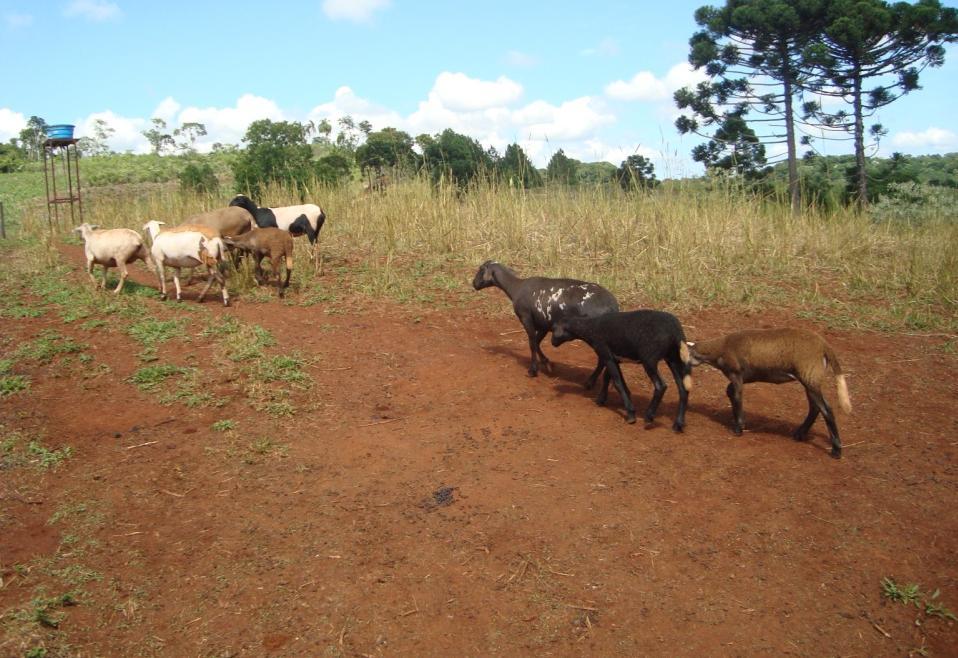 a liberação do cobre Anorexia, sede, depressão, andar cambaleante,