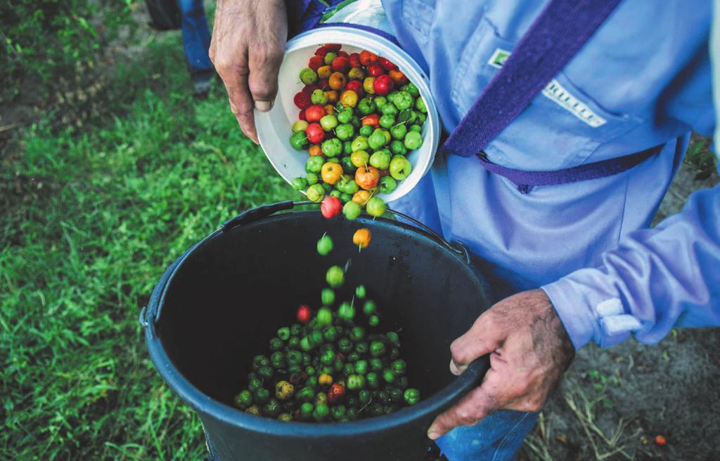 HISTÓRIA SÃO MAIS DE 80 ANOS CONECTANDO PESSOAS AO MELHOR DA NATUREZA 1915 - Começa a história da Nutrilite