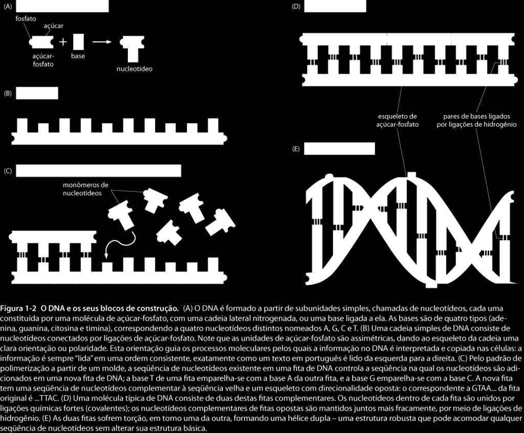 molecular Característica da