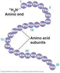 Proteína - Estrutura Primária Seqüência de Aminoácidos: transcrição e tradução, definido no DNA.