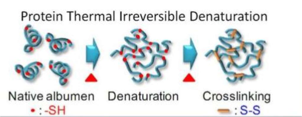 Desnaturação Proteica Principais Causas Temperatura Agente