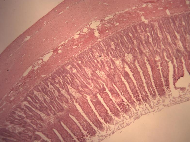 K17 INTESTINO DELGADO JEJUNO HE A imagem mostra o jejuno, porção do intestino delgado que é diferenciada das demais partes por não